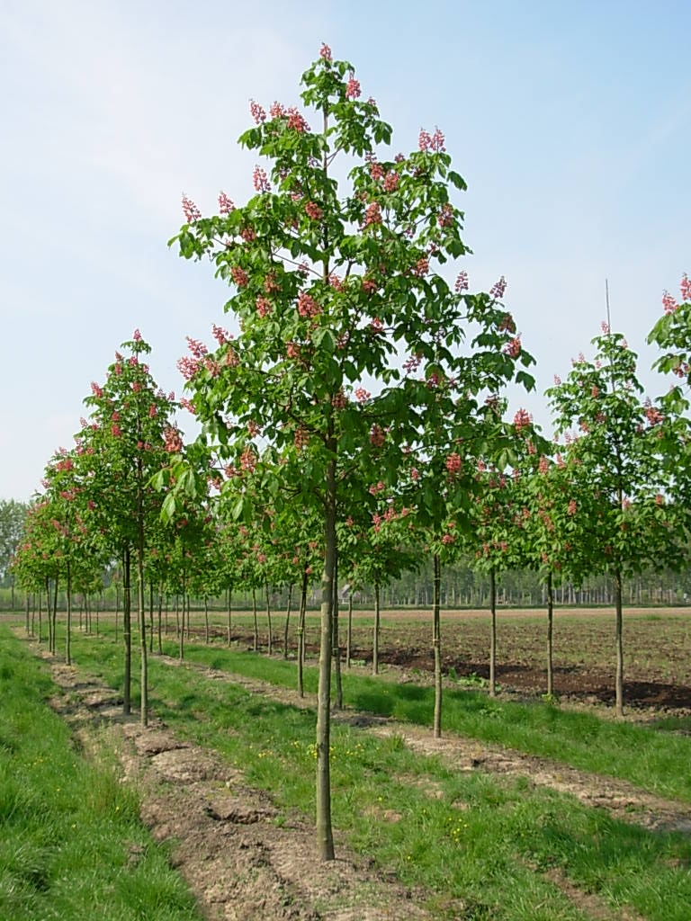 Aesculus ×carnea Rode paardenkastanje Van den Berk Boomkwekerijen
